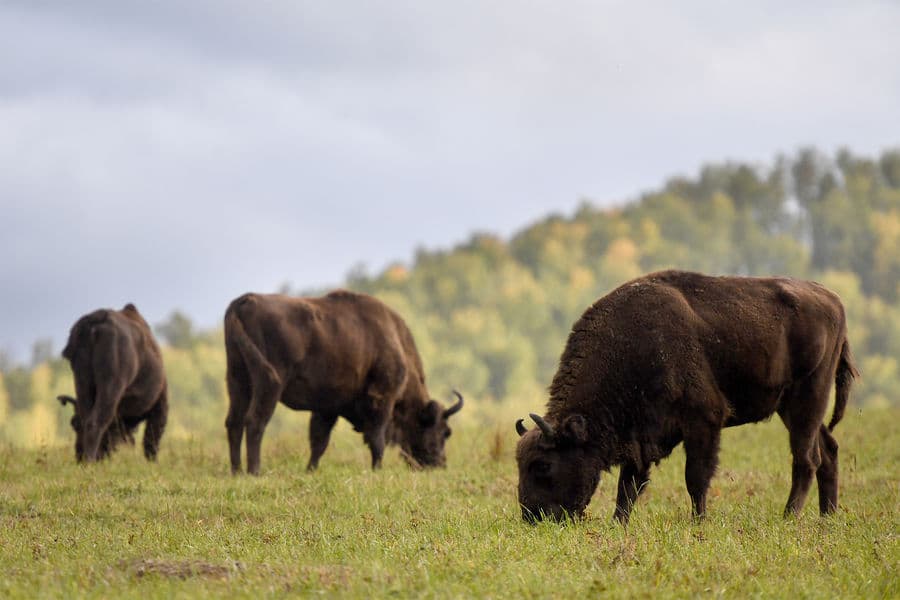 В гости к зубрам ( экскурсия с баз от с. Барангол до с. Чемал )