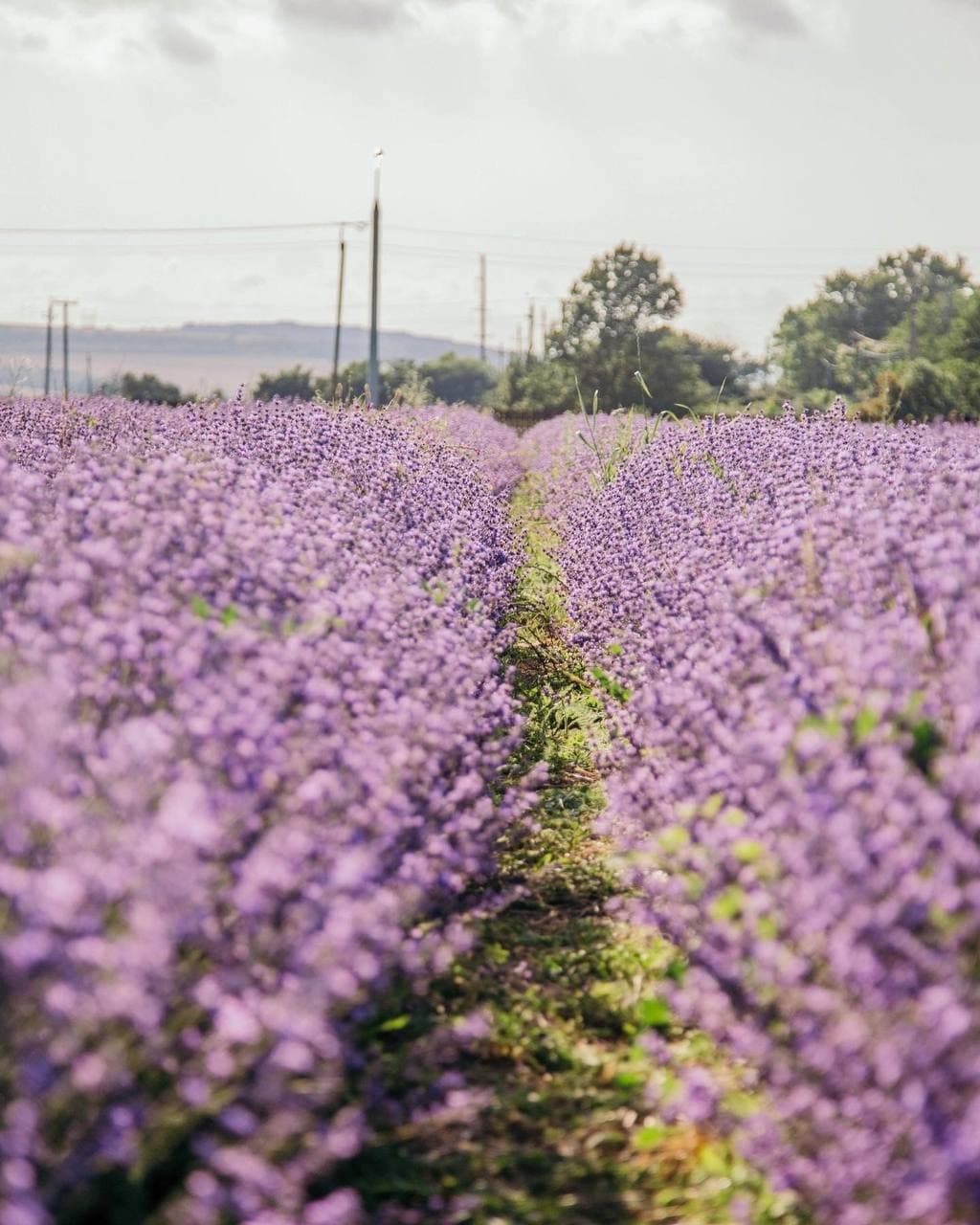 Лавандовое погружение: Арт-путешествие в Анапе - фото 2