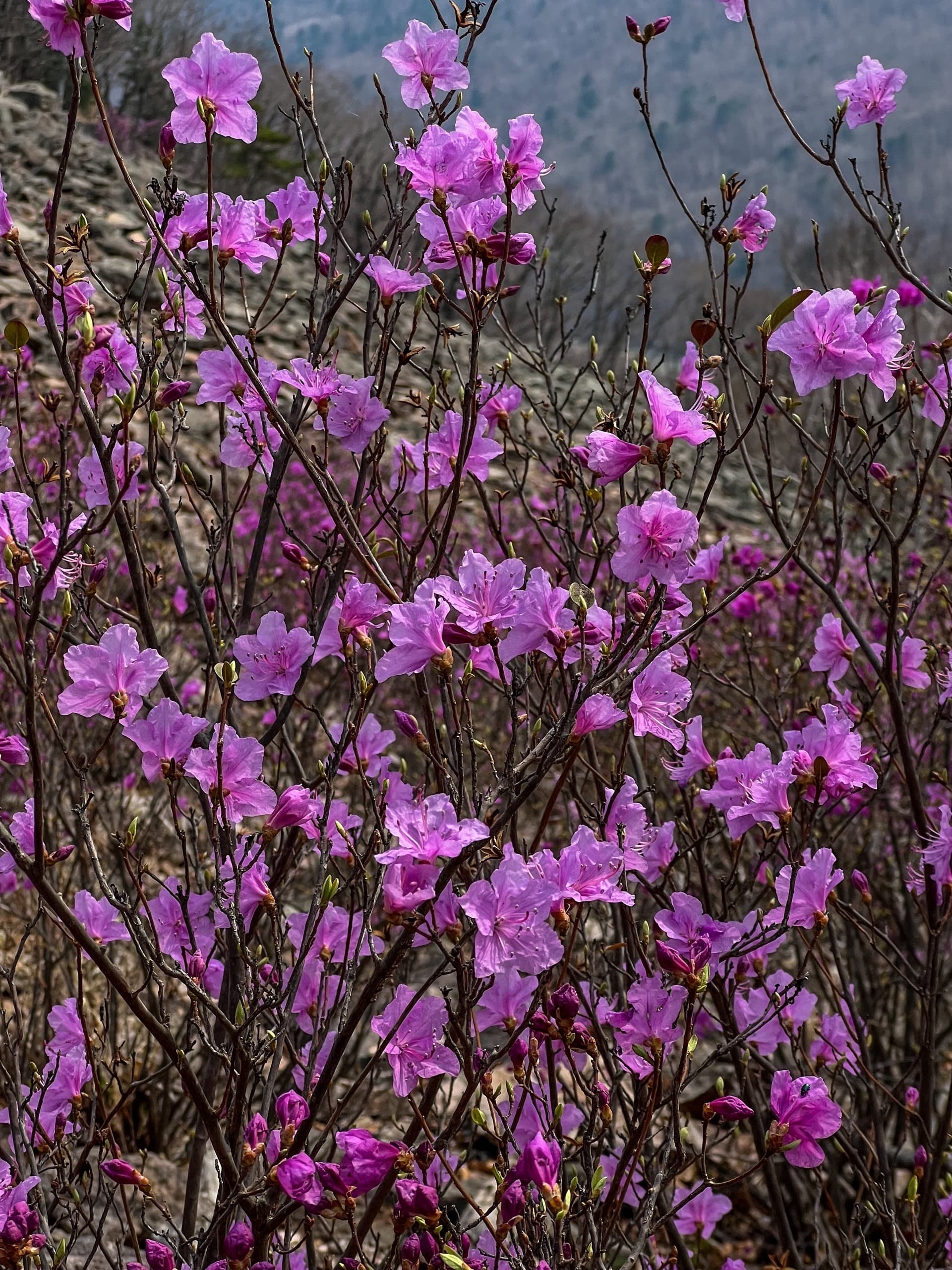 Ущелье Дарданеллы. 3 скалы - фото 6