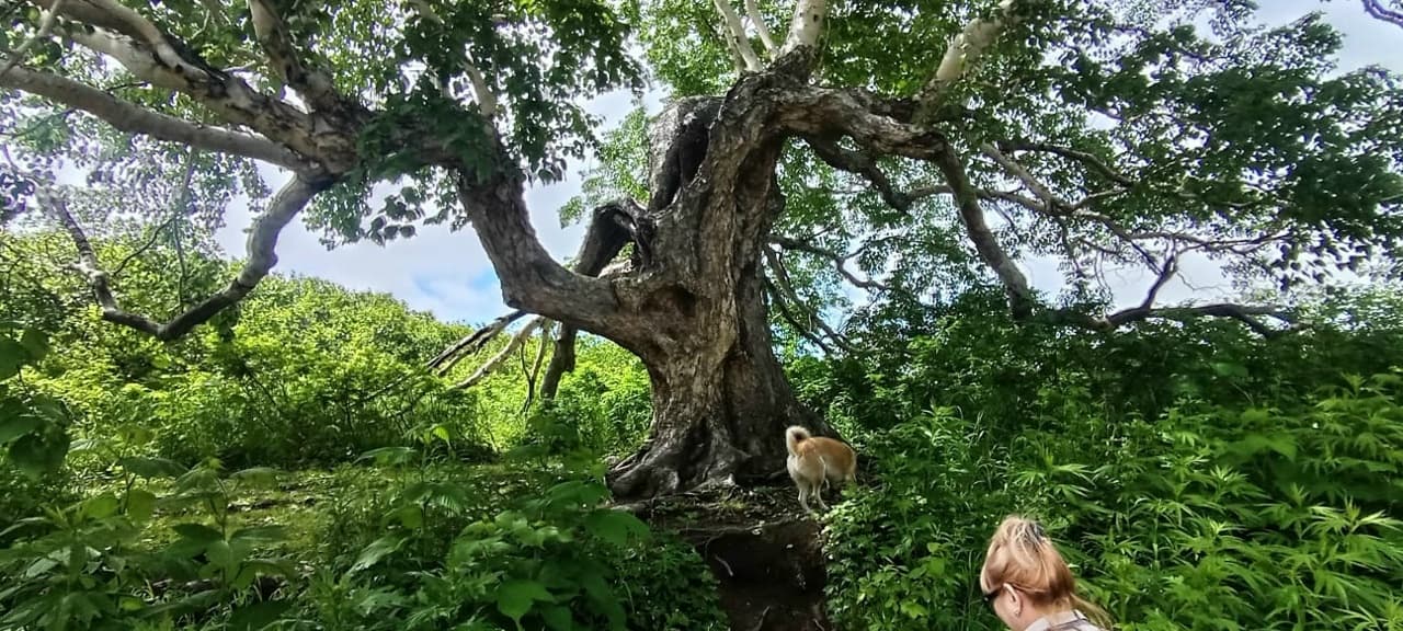 Озеро Толмачева,чаша Маар - фото 3