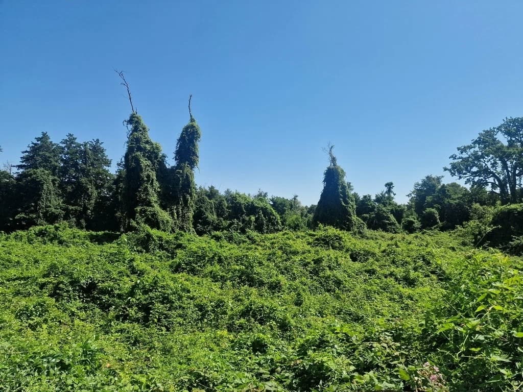 Самурский лес + Экраноплан Лунь - фото 5