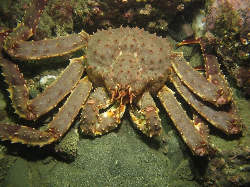 Териберка. Мурманск. Хибины 5 дней/4 ночи - фото 10