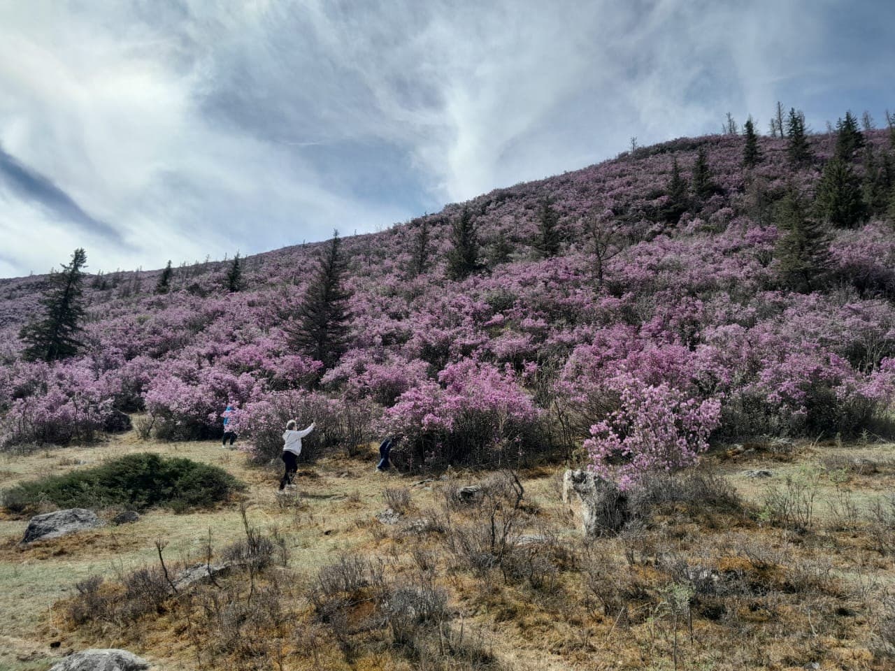 Цветение маральника ( 4 дня / 3 ночи ) - фото 1