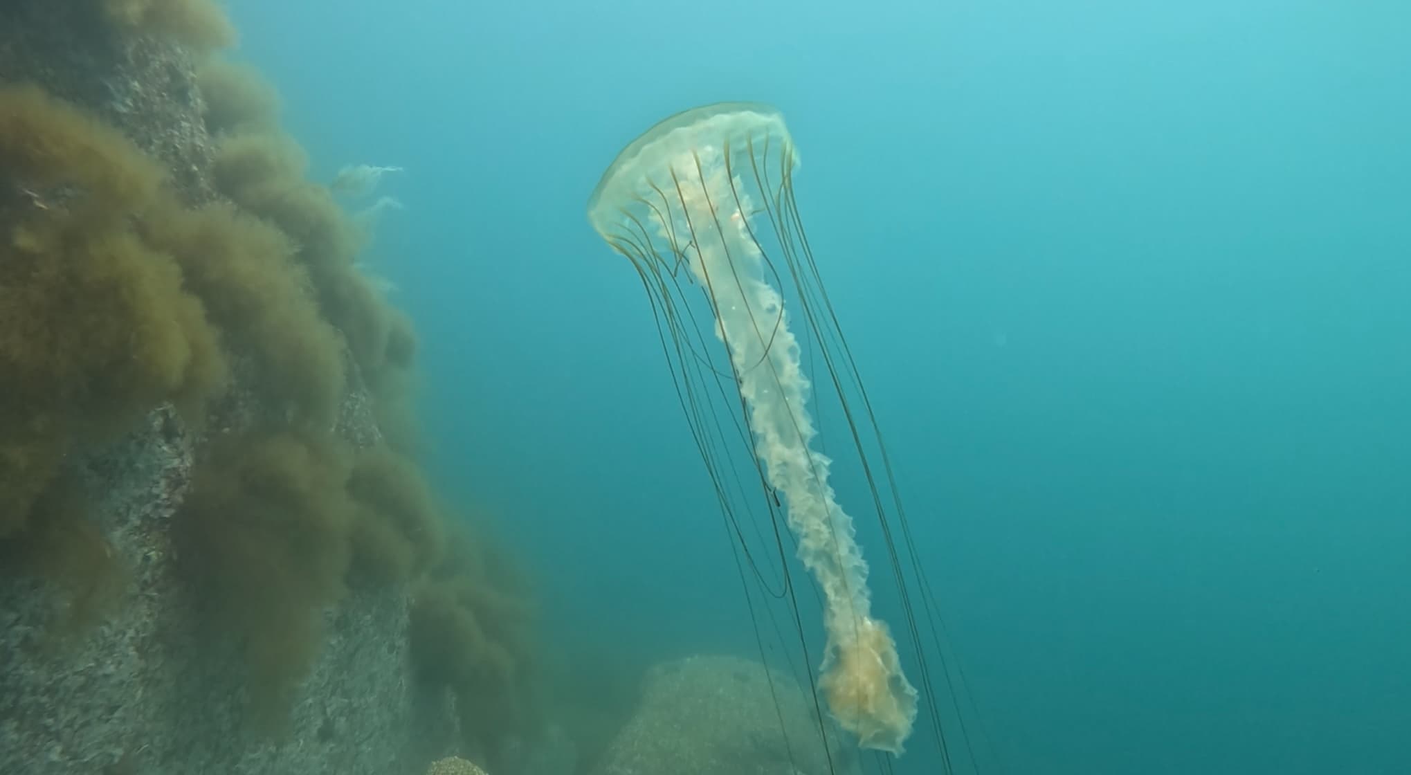 Дайвинг тур в Японском море - фото 3