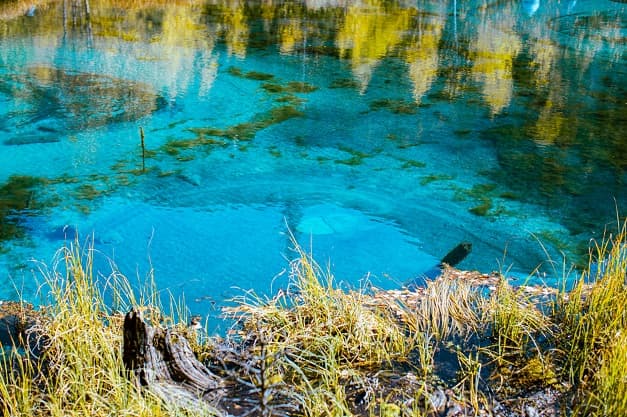 Алтай: Цветение маральника - фото 3