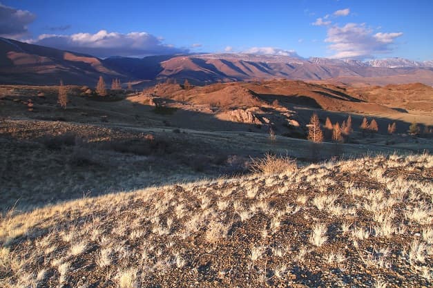 Алтай: Цветение маральника - фото 2