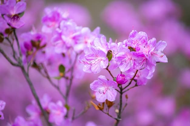 Алтай: Цветение маральника - фото 4