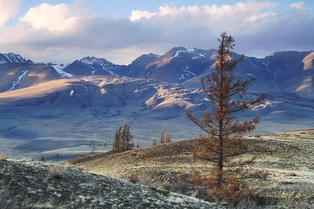 Алтай: Цветение маральника - фото 7