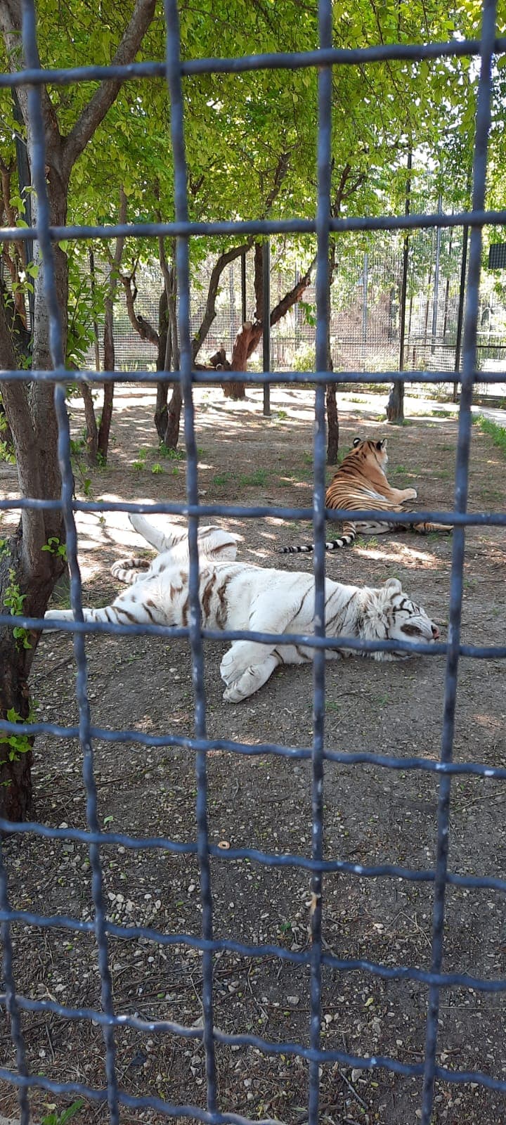 Сафари-парк "Тайган" - фото 3