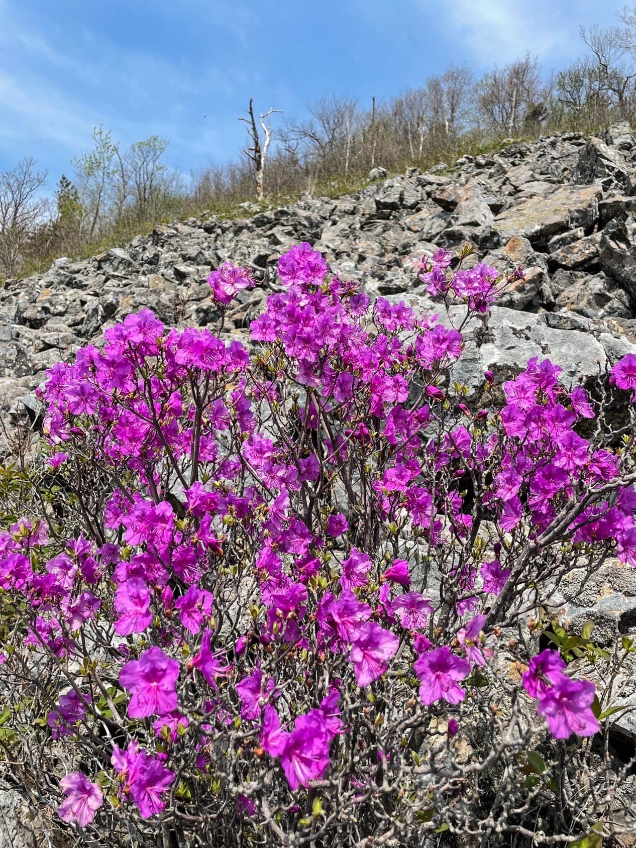 Ущелье Дарданеллы. 3 скалы - фото 4