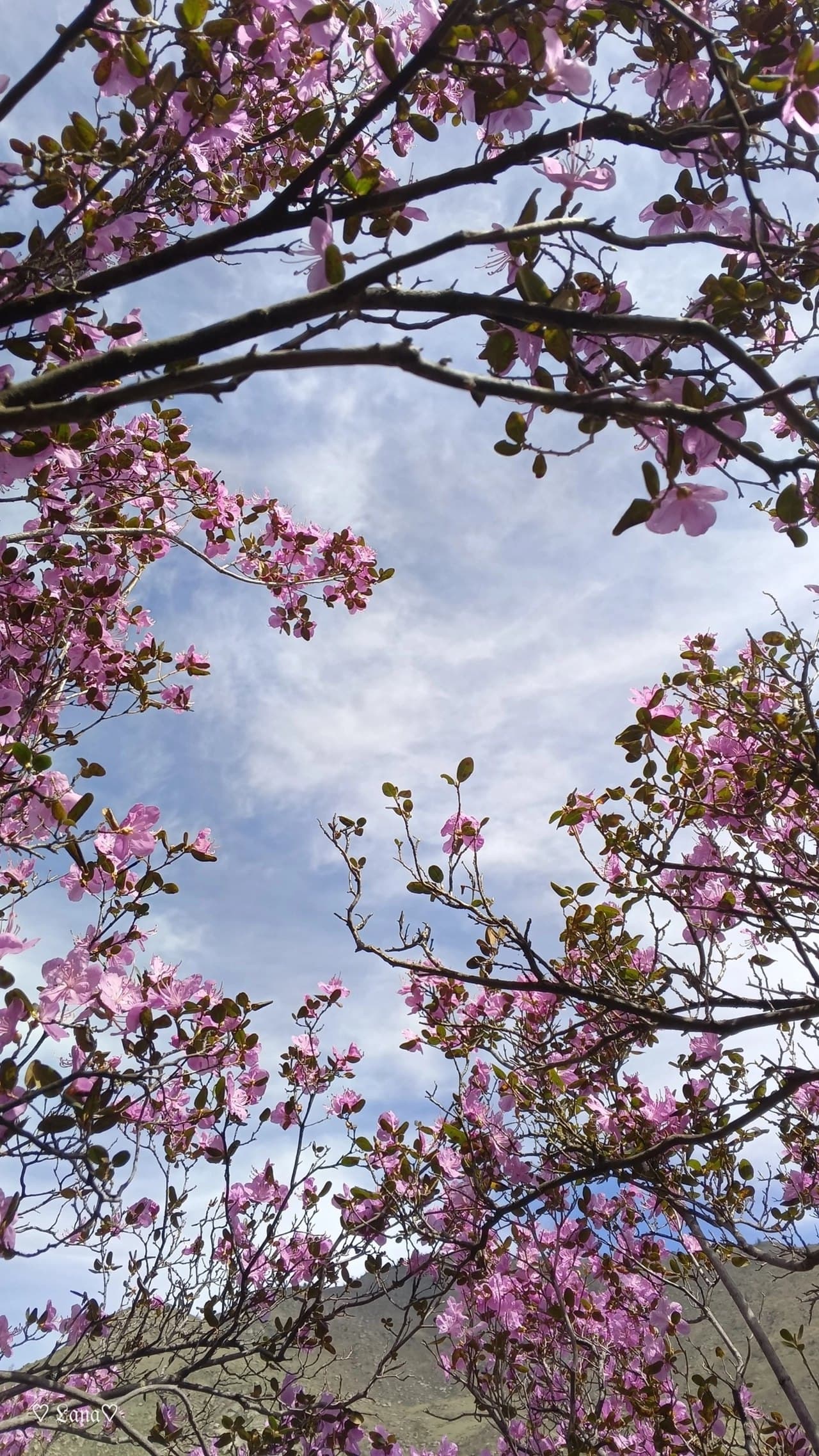 Цветение маральника ( 4 дня / 3 ночи ) - фото 8