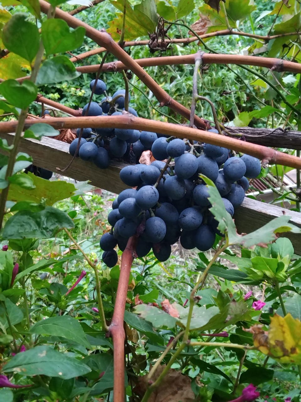 Грузия (Тбилиси + Сбор урожая в Кахетии + Батуми) - фото 4