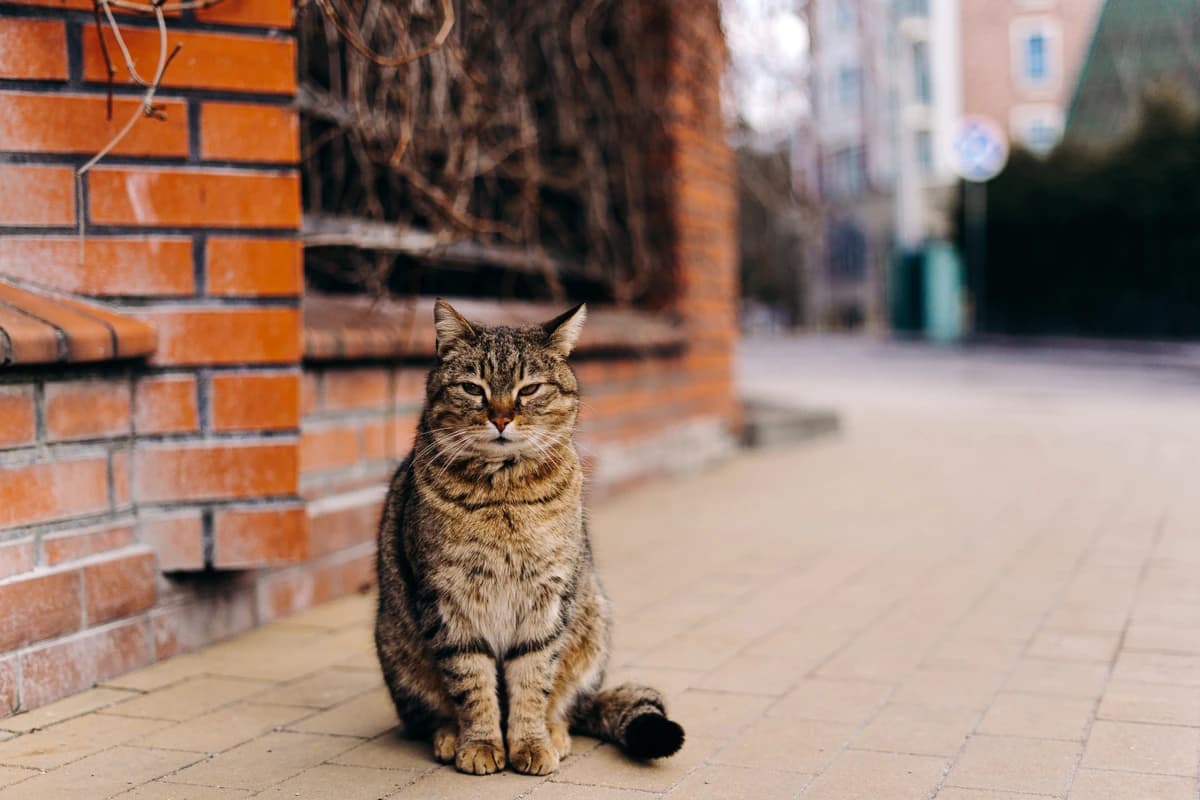 Удивительный Кранц-Зеленоградск и Куршская коса (Однодневный) - фото 5