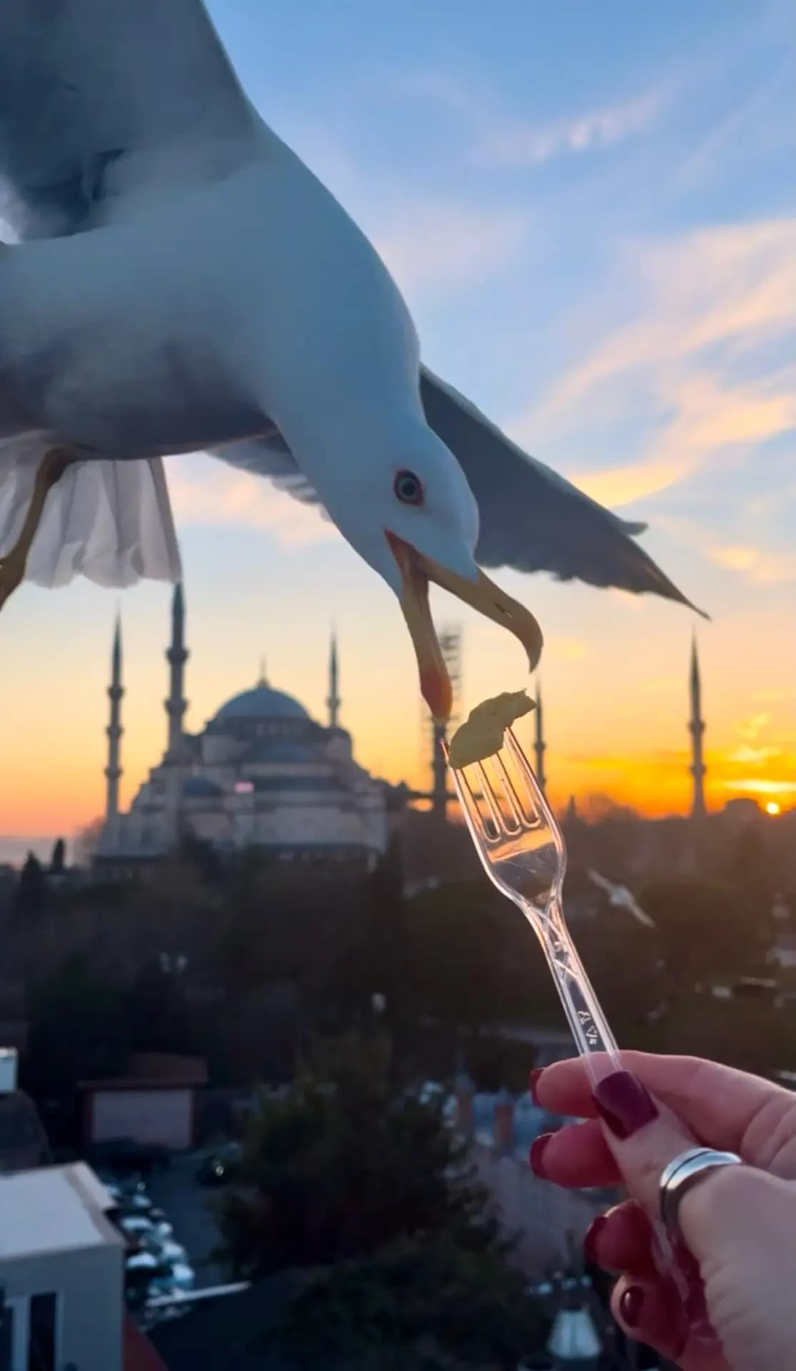 Стамбульские истории. Принцевы острова 5 дней в ритме города и на волнах Мраморного моря - фото 2