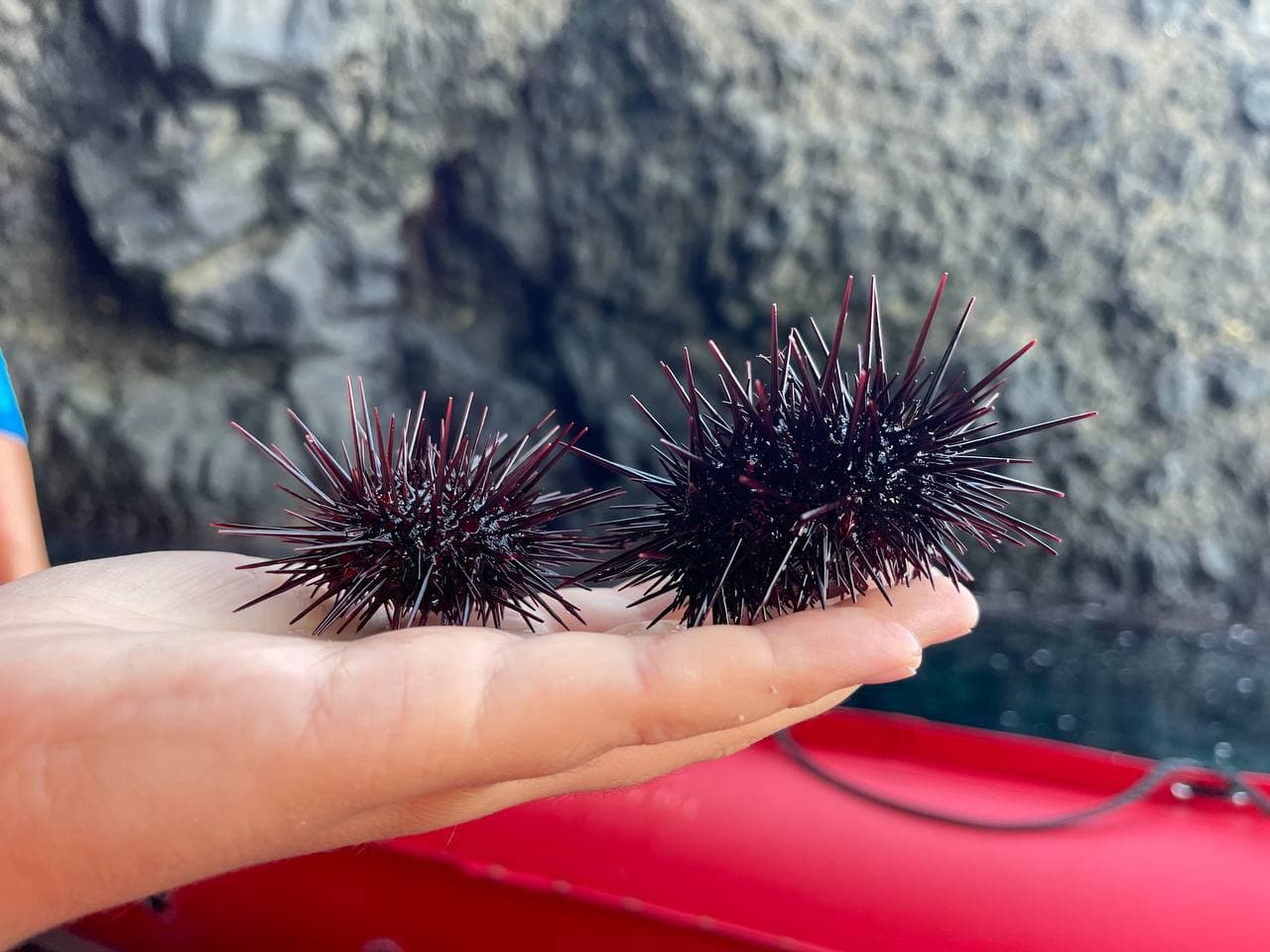 Экскурсия на остров Монерон - фото 1