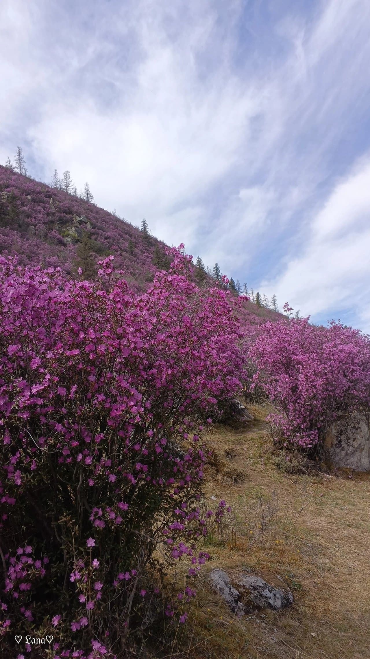 Цветение маральника ( 8 дней / 7 ночей ) - фото 6