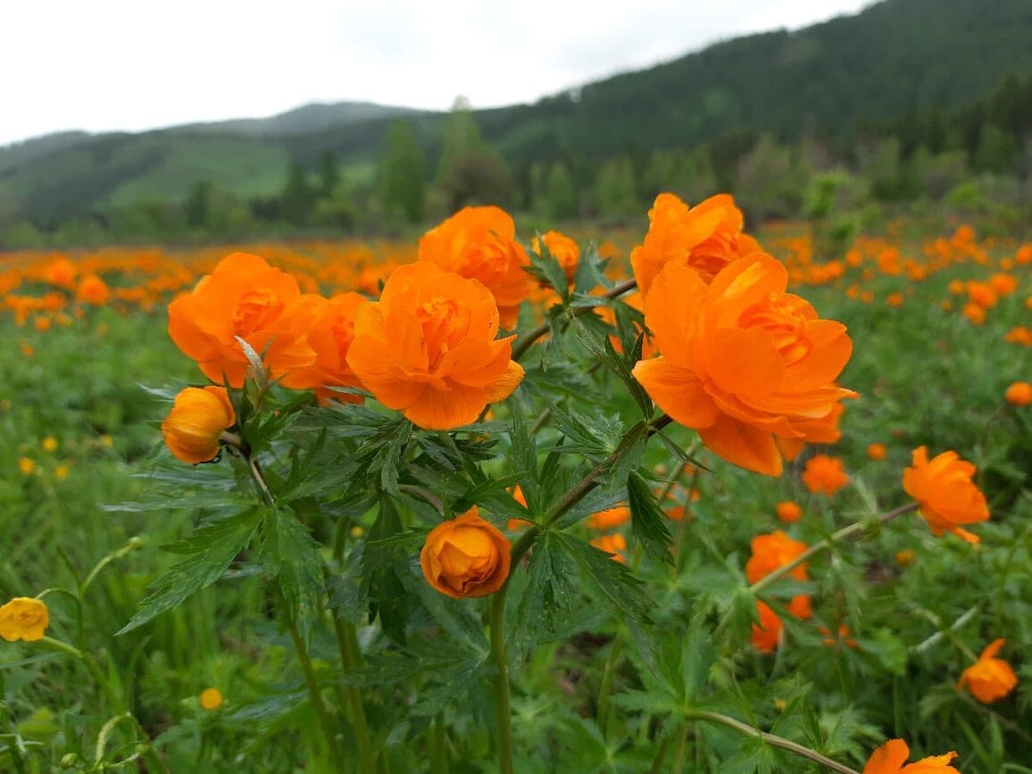 "Цветущий Алтай", экспресс-тур для ценителей красоты - фото 7