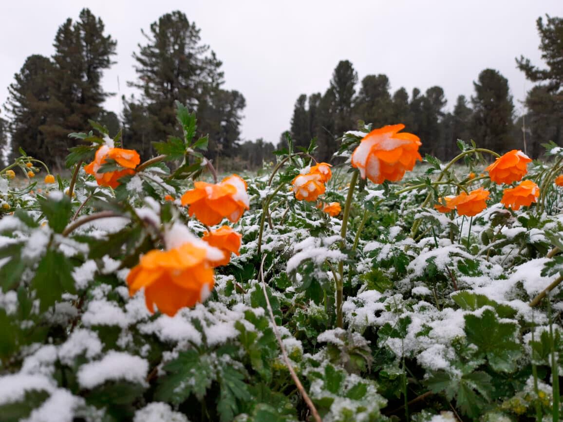 "Цветущий Алтай", экспресс-тур для ценителей красоты - фото 6