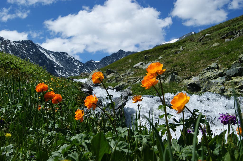 "Цветущий Алтай", экспресс-тур для ценителей красоты - фото 3