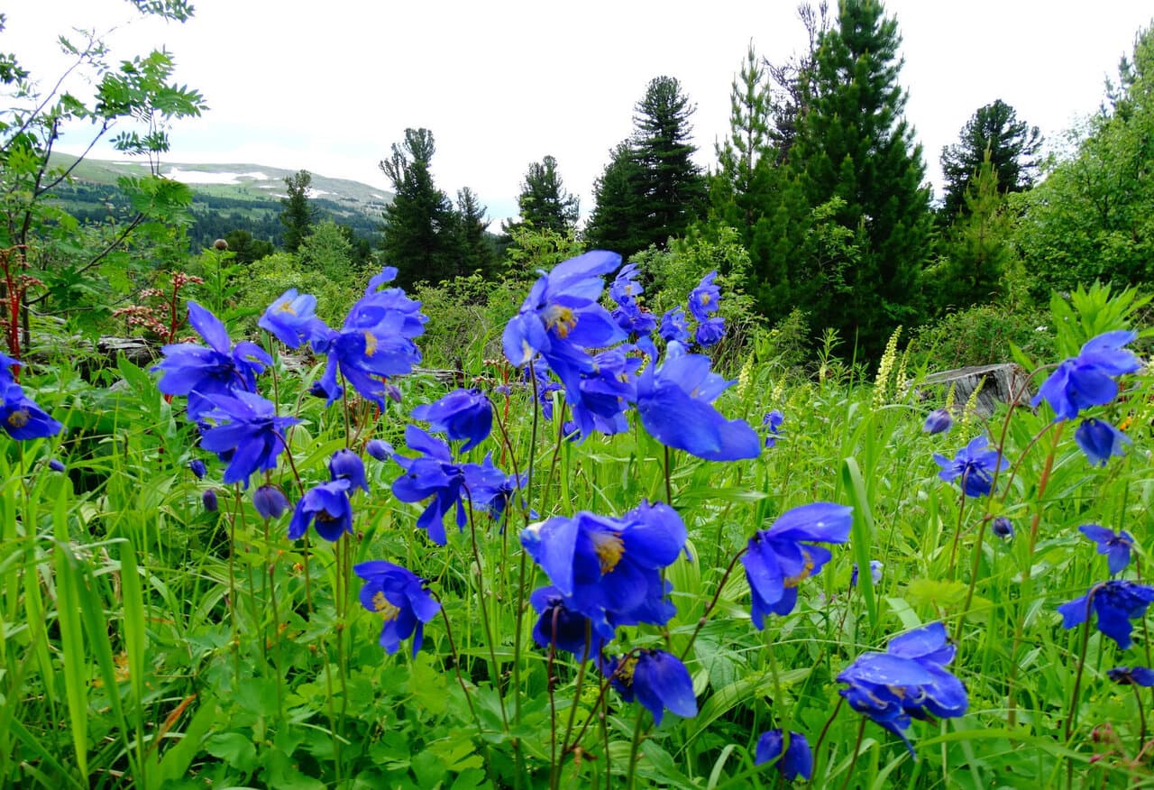 "Цветущий Алтай", экспресс-тур для ценителей красоты - фото 4