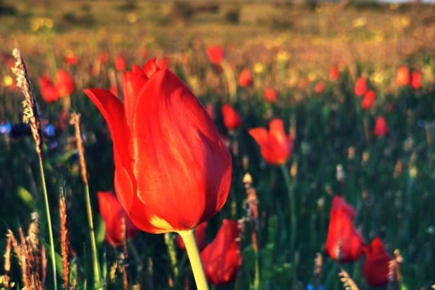 🌷 Тур «Калмыкия: Фестиваль Тюльпанов» - фото 1