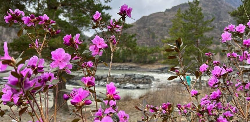 Цветение маральника на бирюзовой катуни