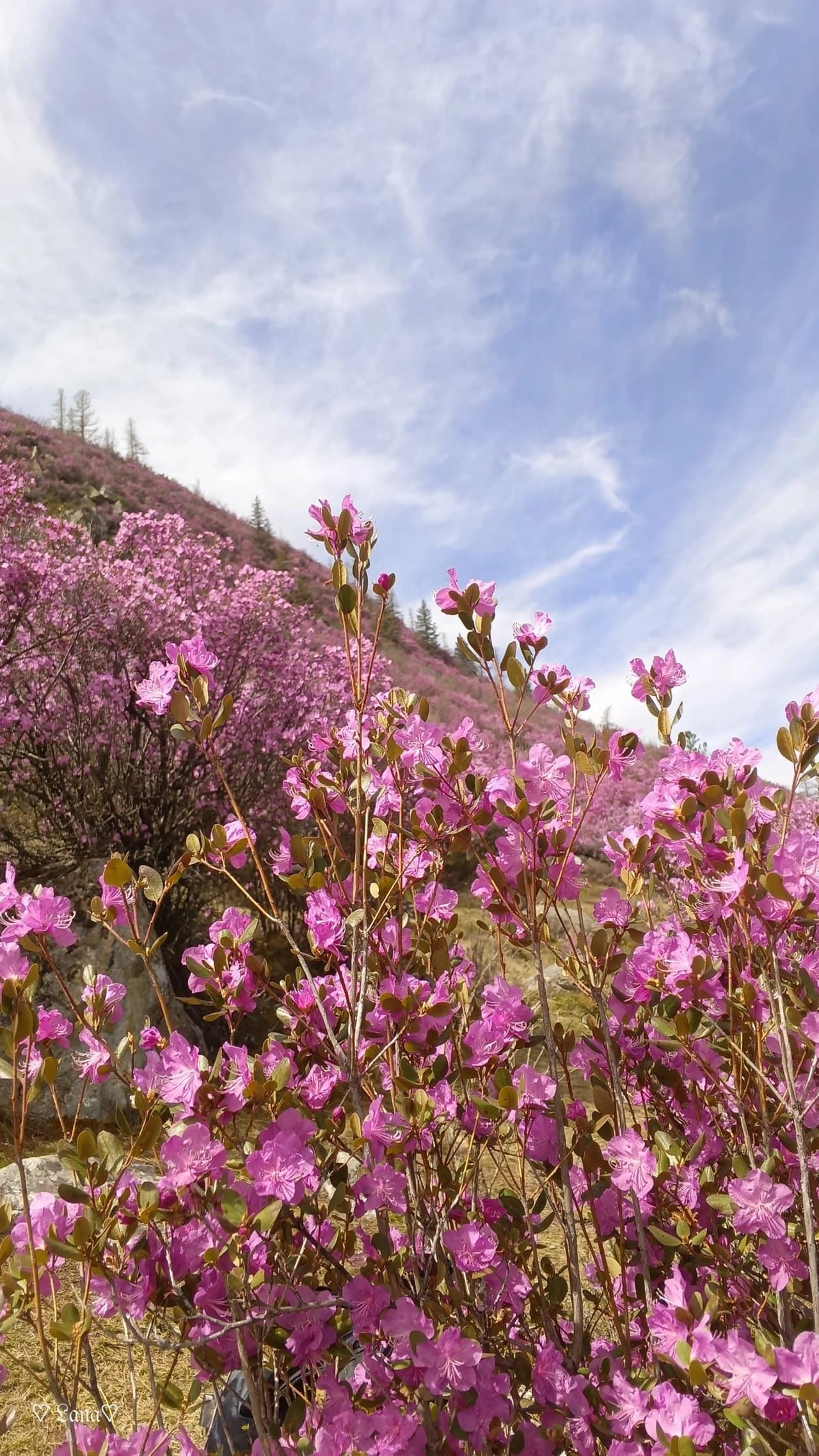 Цветение маральника ( 8 дней / 7 ночей ) - фото 3