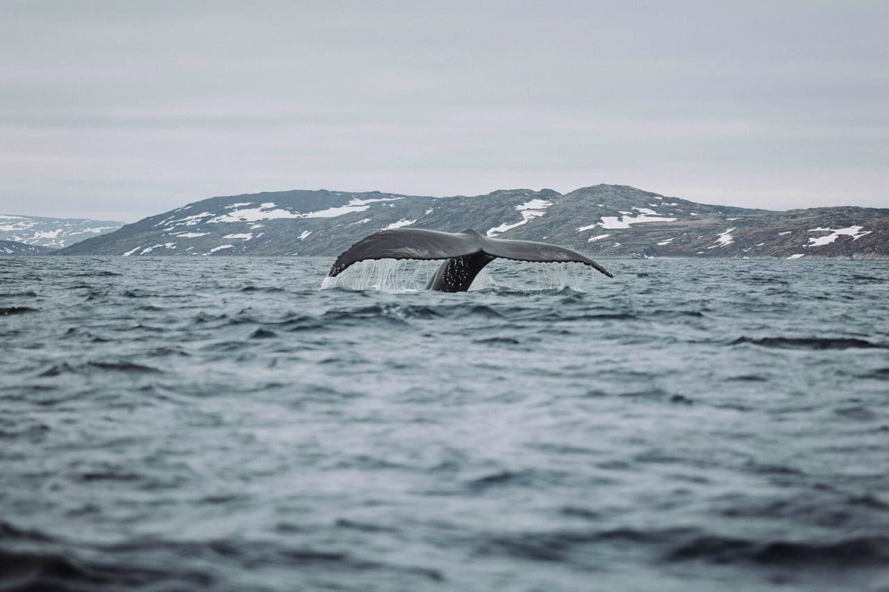 Териберка. Мурманск. Хибины 5 дней/4 ночи - фото 4