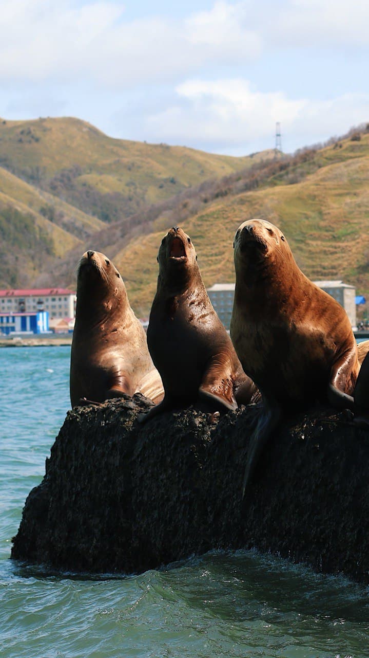 Что за лев этот Сивуч - фото 6