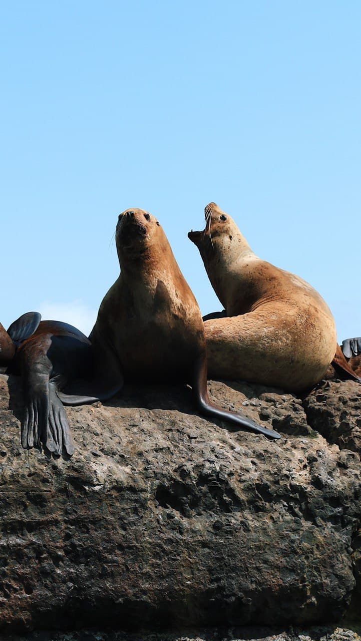 Что за лев этот Сивуч - фото 7