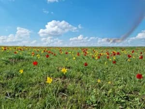 Тур по Калмыкии: Элиста - фото 2