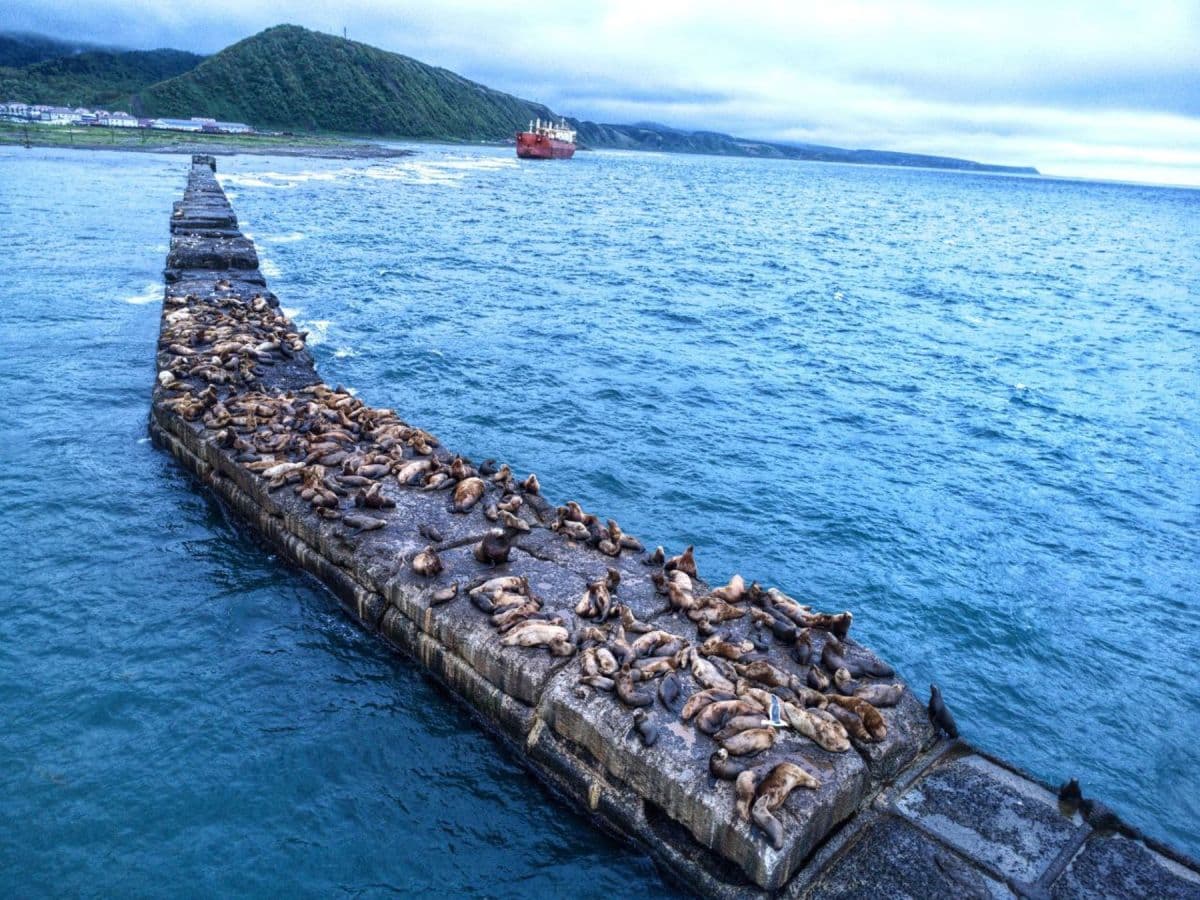 Затерянный мир: Сахалин и Итуруп (комфортный) - фото 6