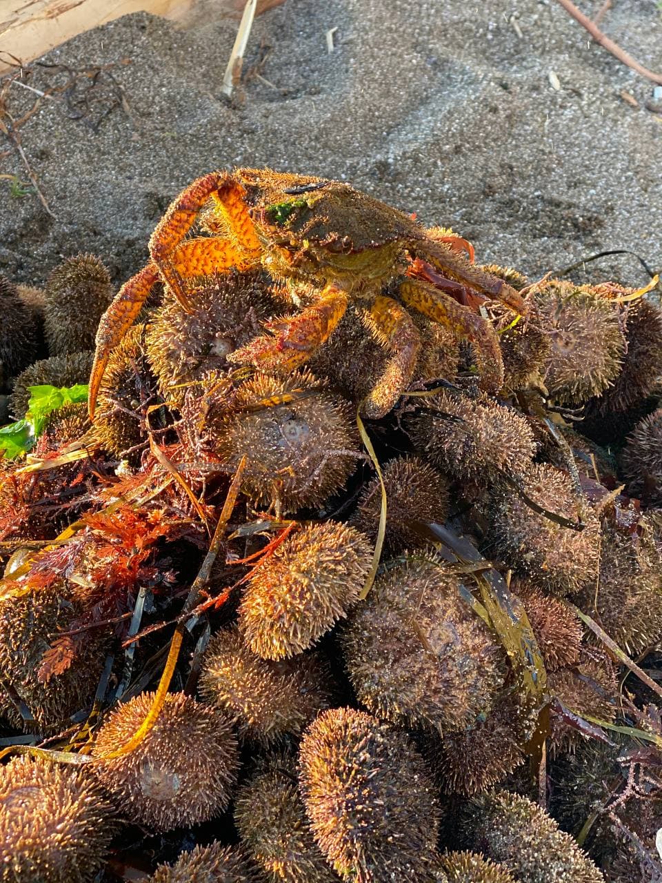 Эксклюзивная гастрономическая экскурсия «Охота на морского ежа» - фото 4