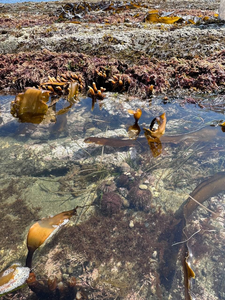 Эксклюзивная гастрономическая экскурсия «Охота на морского ежа» - фото 7