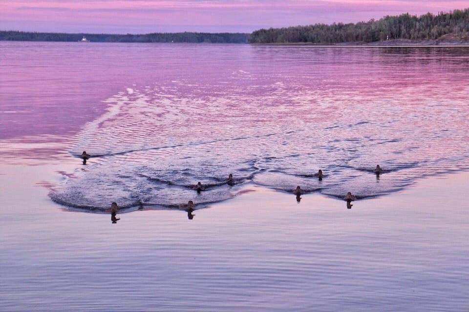 Ладожский берег. Пеший поход с палатками из Санкт-Петербурга - фото 6