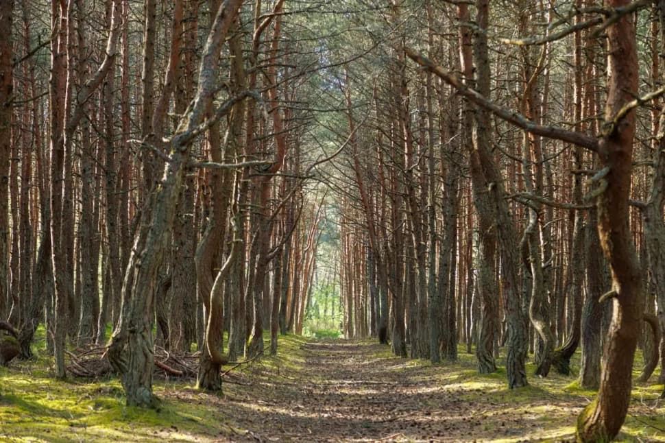 БАЛТИЙСКИЙ ЭКСПРЕСС НА 5 ДНЕЙ - фото 17