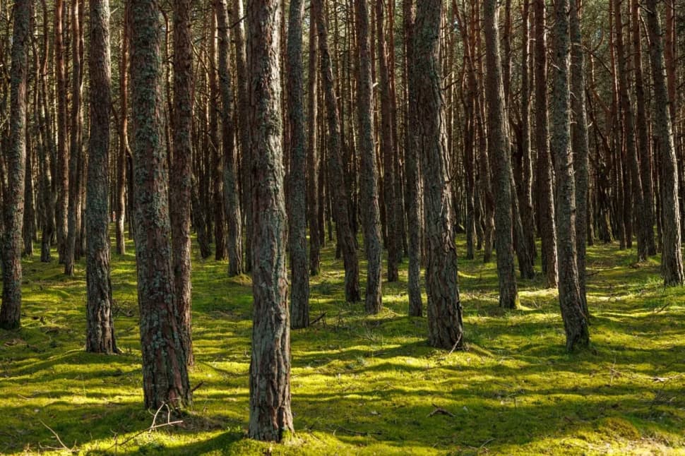 БАЛТИЙСКИЙ ЭКСПРЕСС НА 4 ДНЯ - фото 20