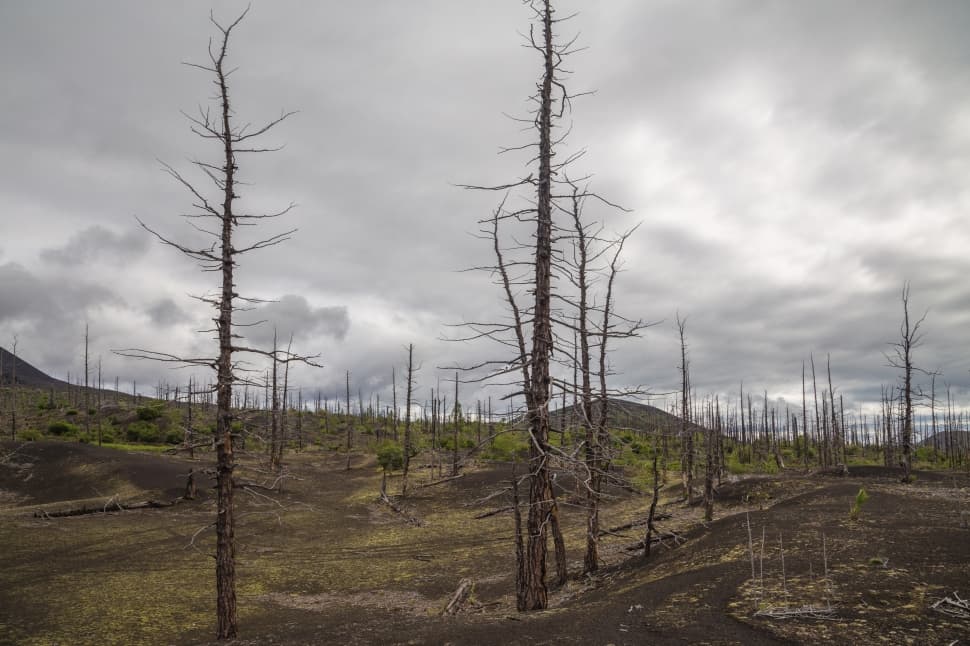 Многогранная Камчатка - фото 10