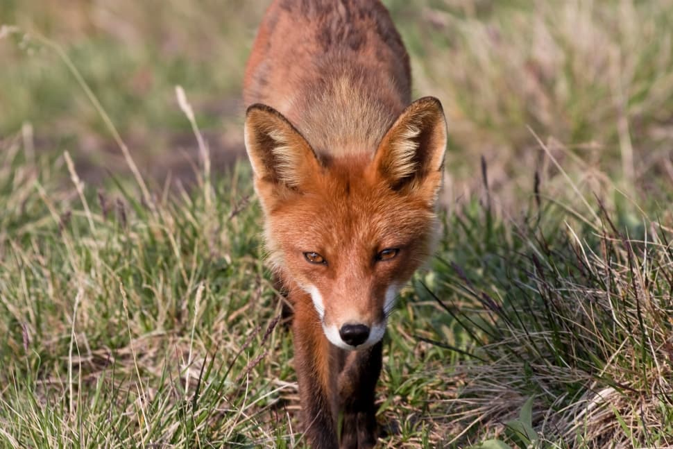 Многогранная Камчатка - фото 22