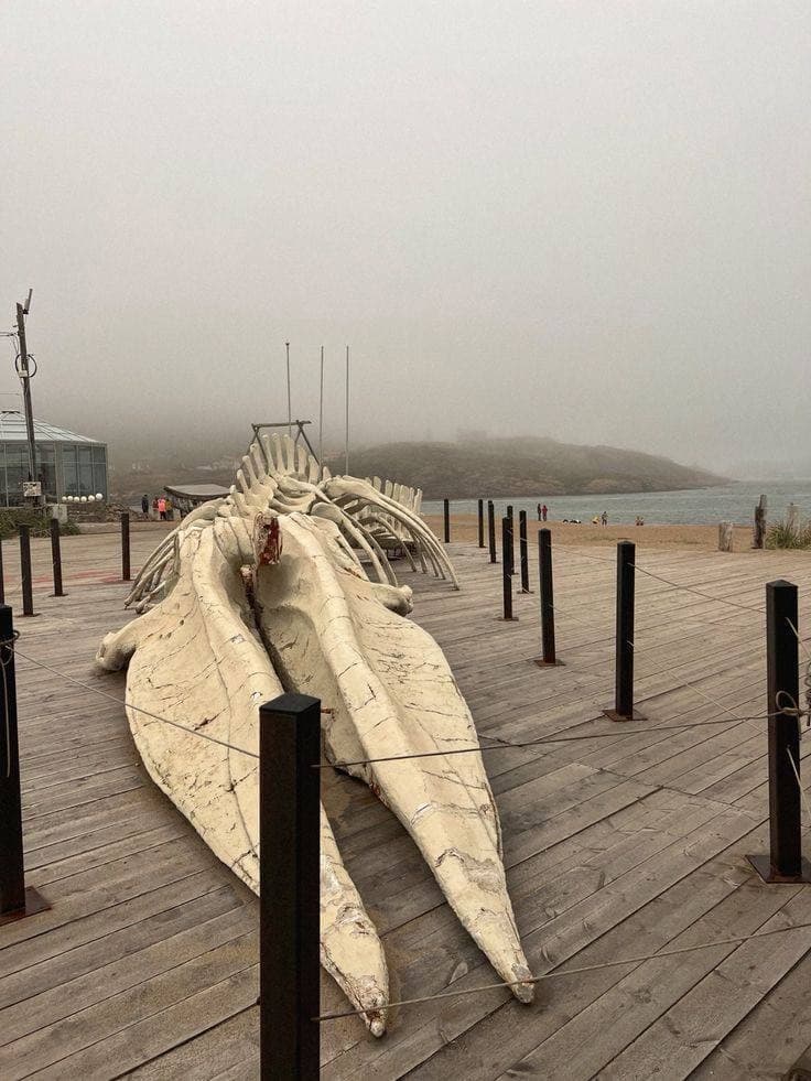 Териберка. Мурманск. Хибины 5 дней/4 ночи - фото 9