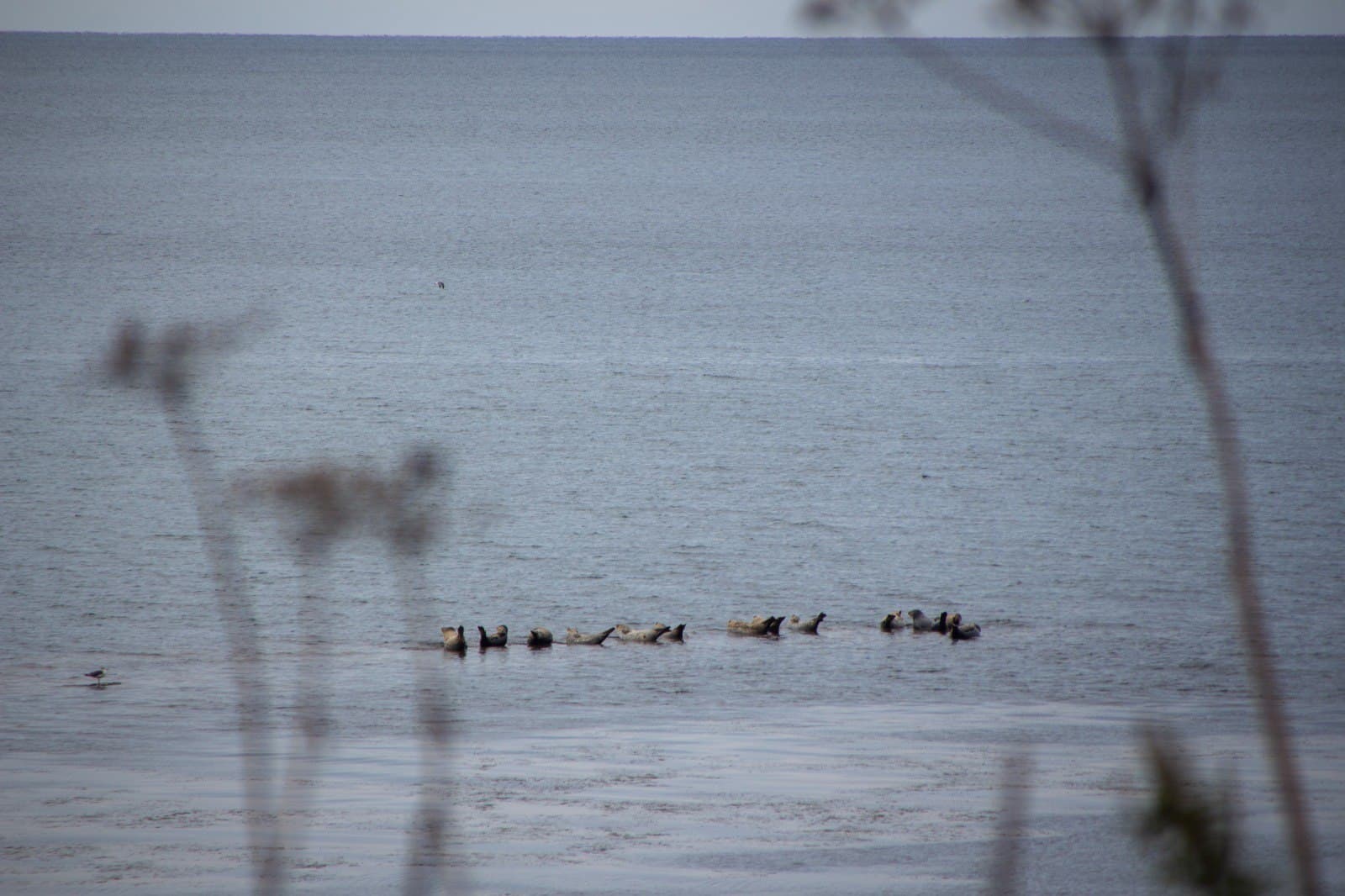 Удивительное Южное кольцо Сахалина - фото 6