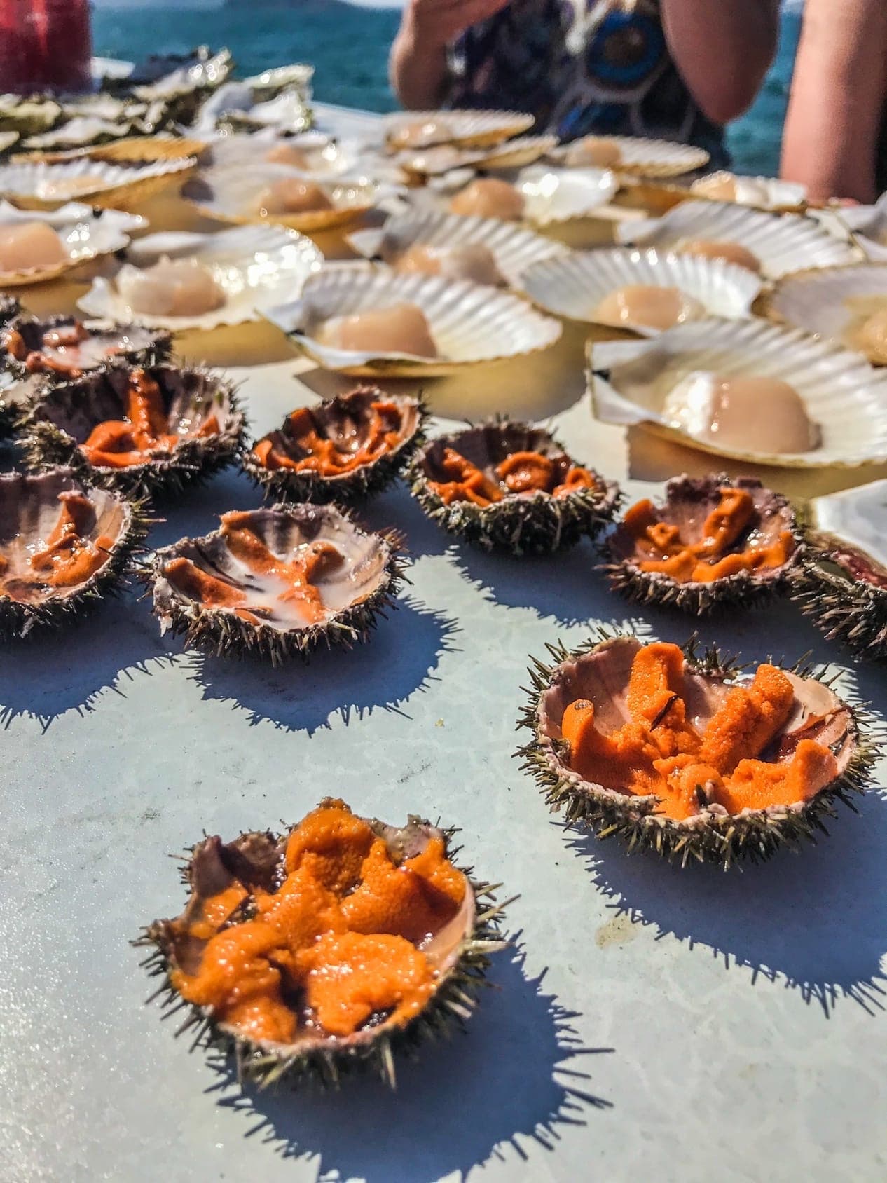 Гастротур на островах и морские тюлени - фото 7