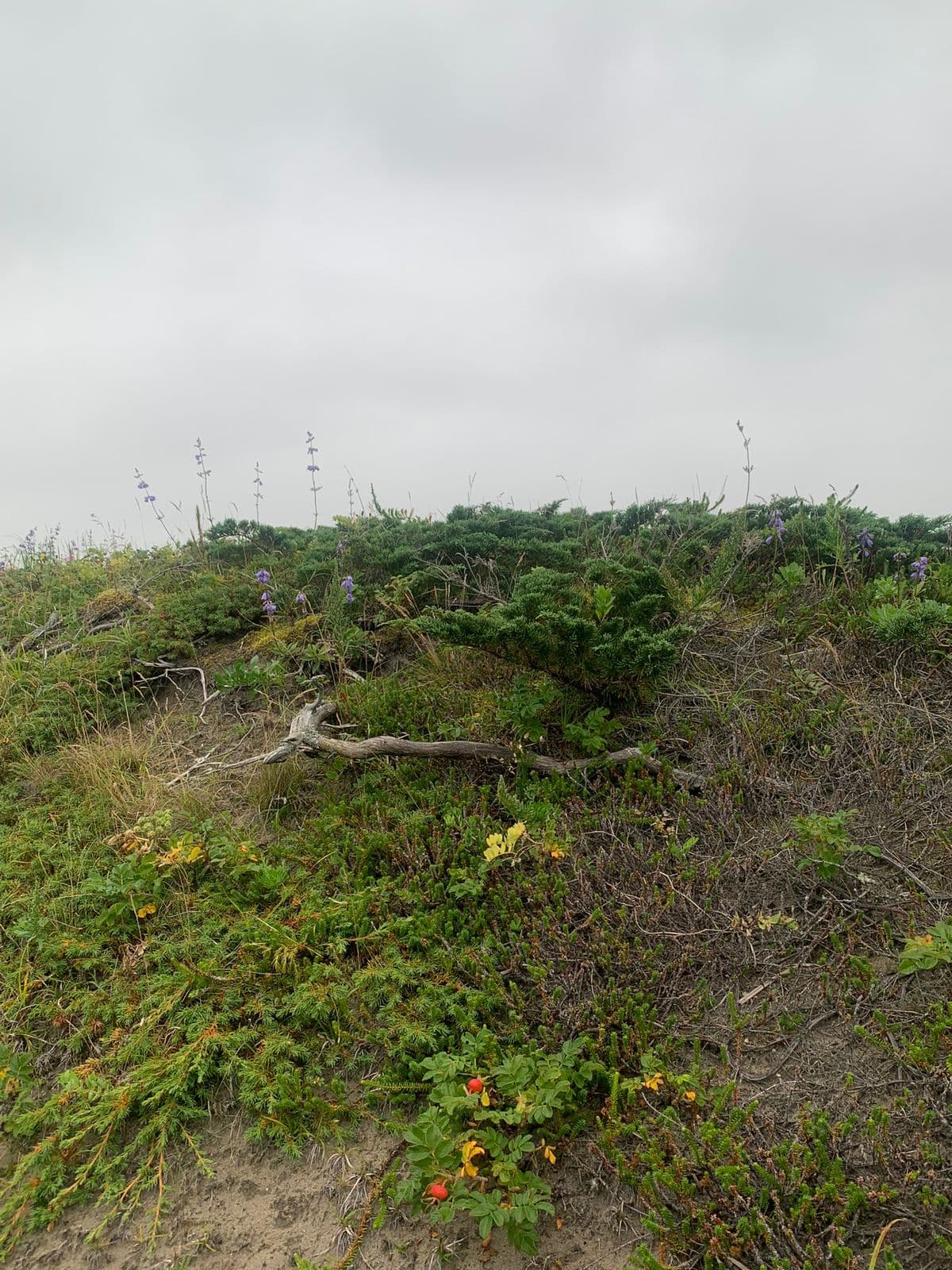 Юго-западное кольцо Сахалина - фото 7