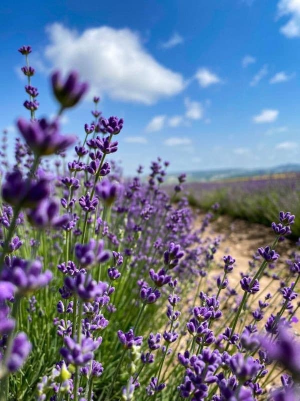 Лавандовое погружение: Арт-путешествие в Анапе - фото 1