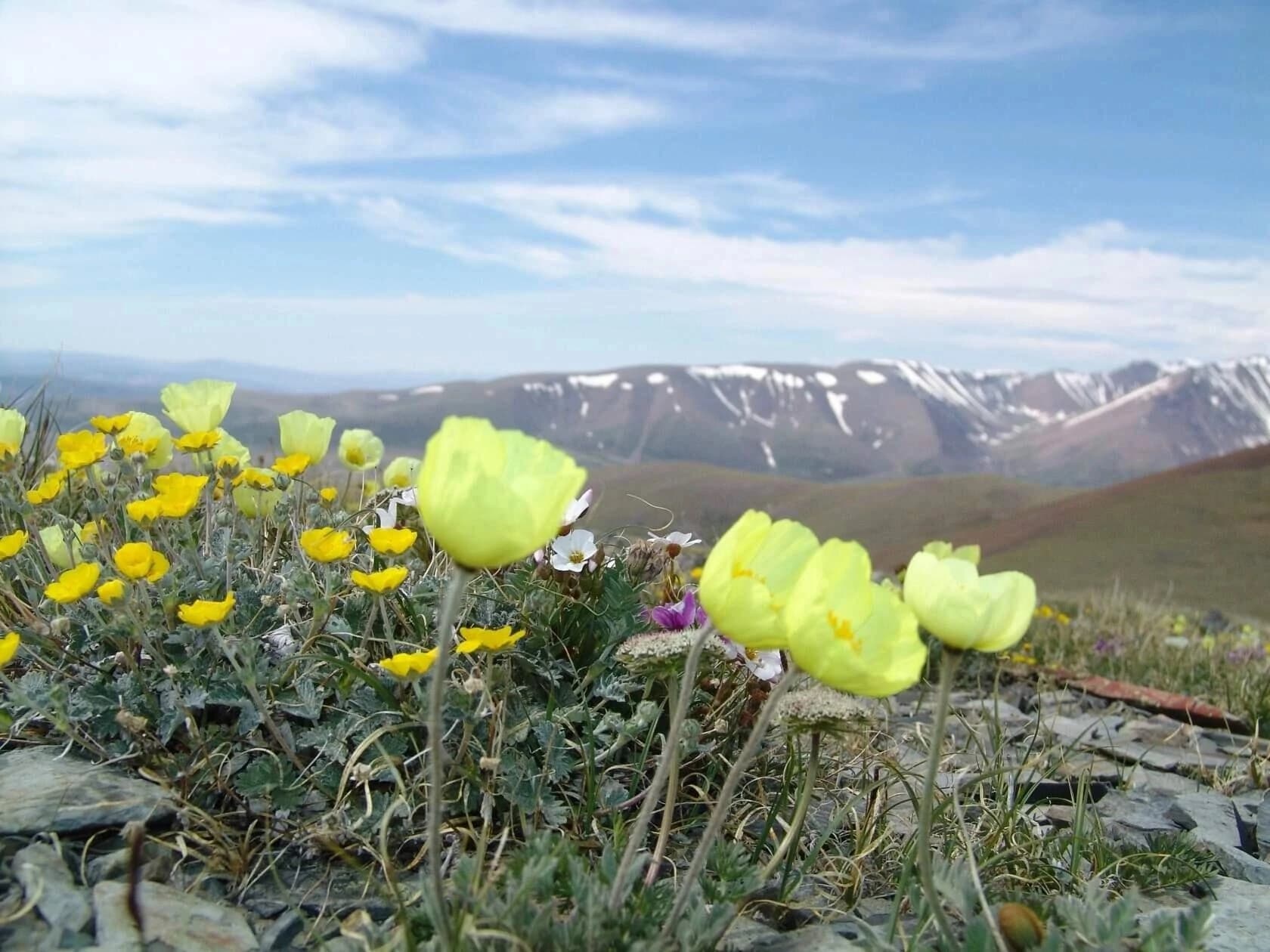 "Алтай. Грани высокогорья" джип-тур - фото 3