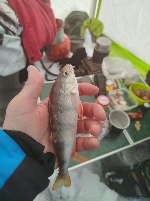 Экскурсия на Красноярское море с прогулкой по льду и рыбалкой «И рыбку съесть и на лёд сесть» - фото 4