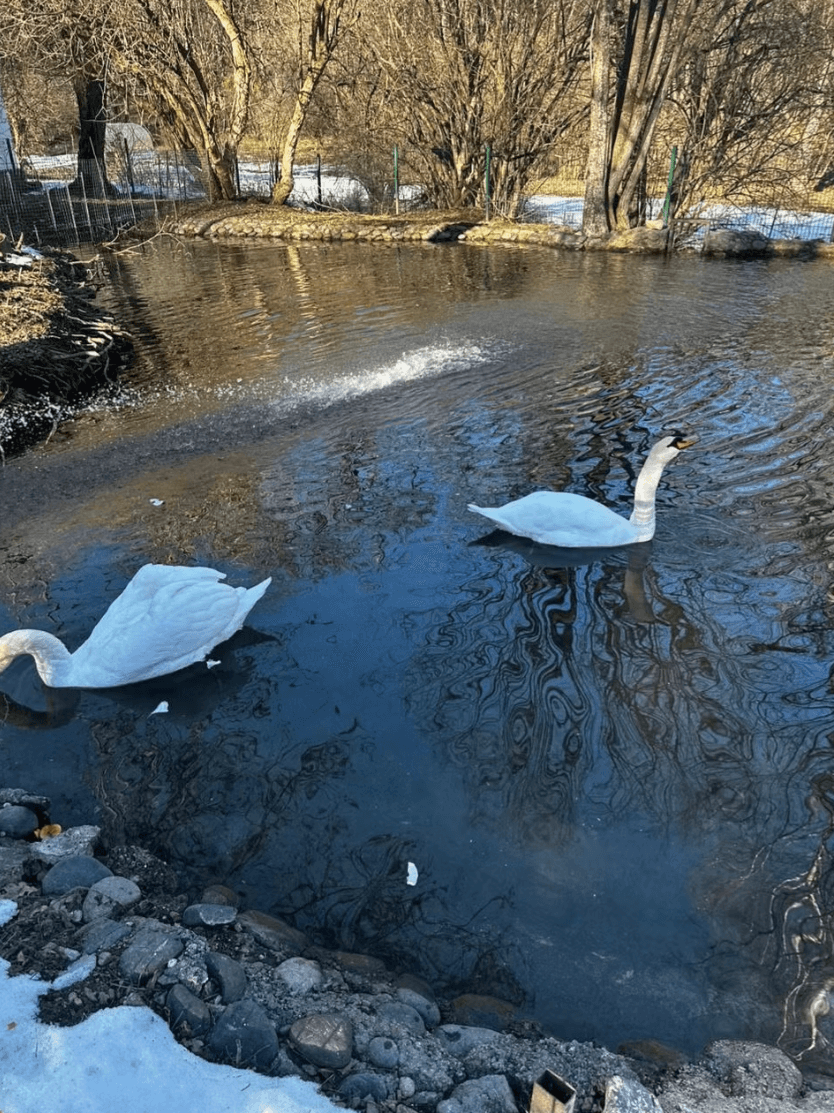 Новогодняя романтика гор! Домбай+Архыз! - фото 3