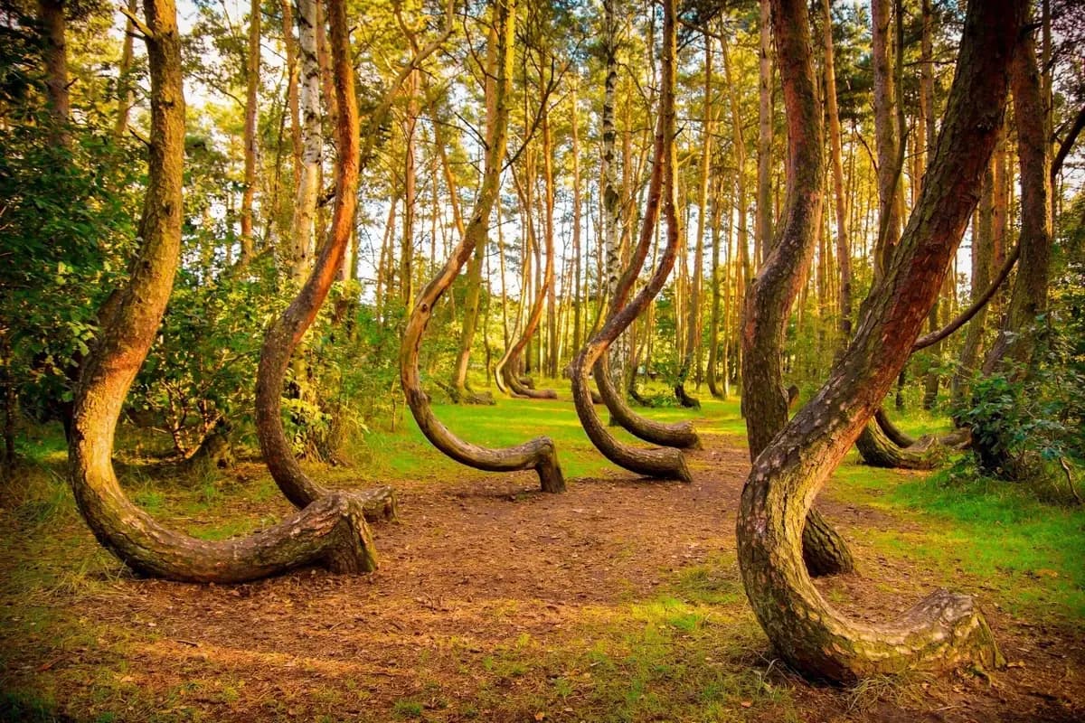 Удивительный Кранц-Зеленоградск и Куршская коса - фото 9