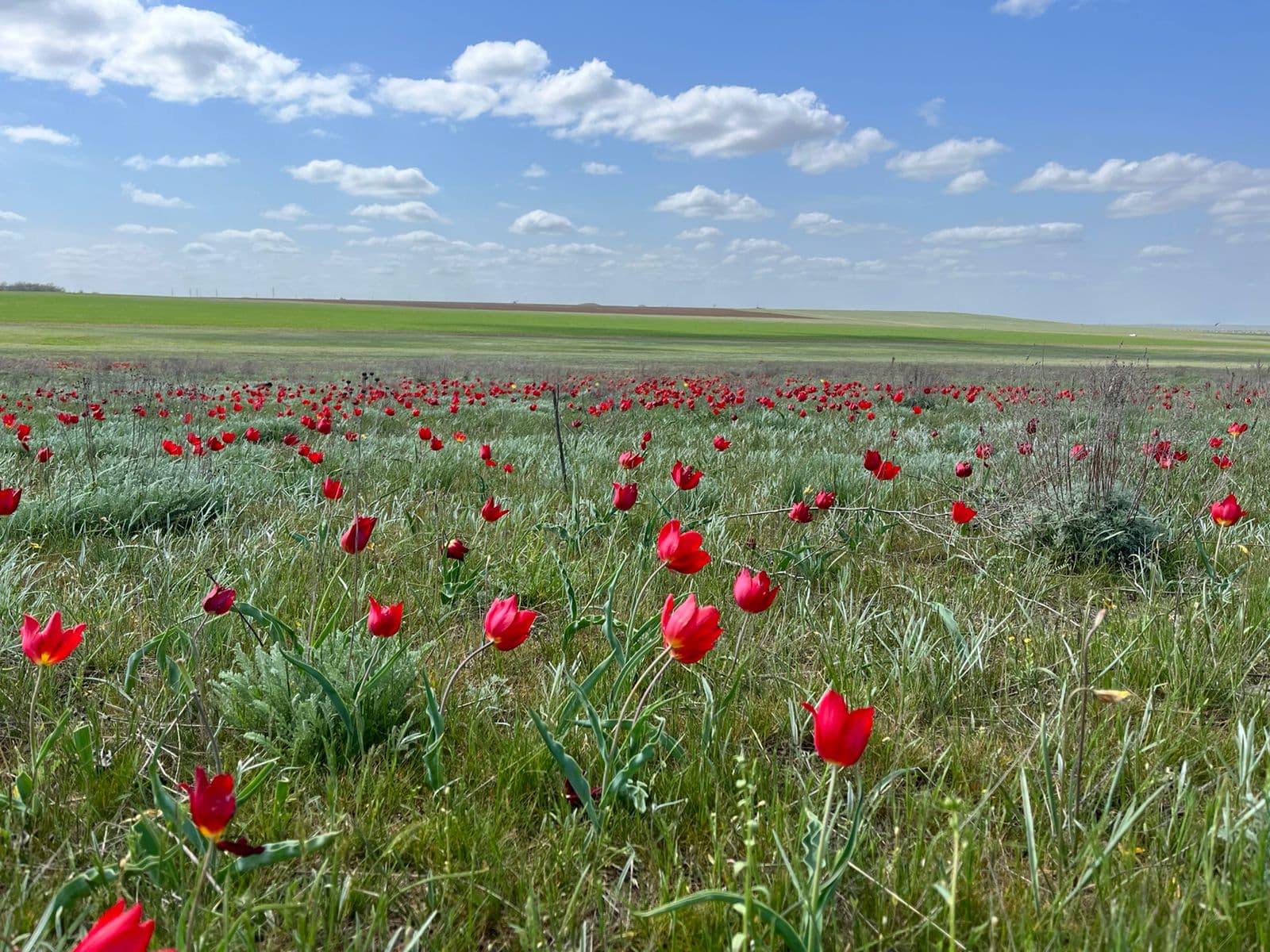 Знакомство с Калмыкией 3 дня / 2 ночи - фото 5