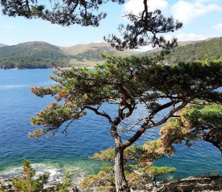 Морской заповедник. Восточный участок. Тюлени, сосны и лазурное море. - фото 2